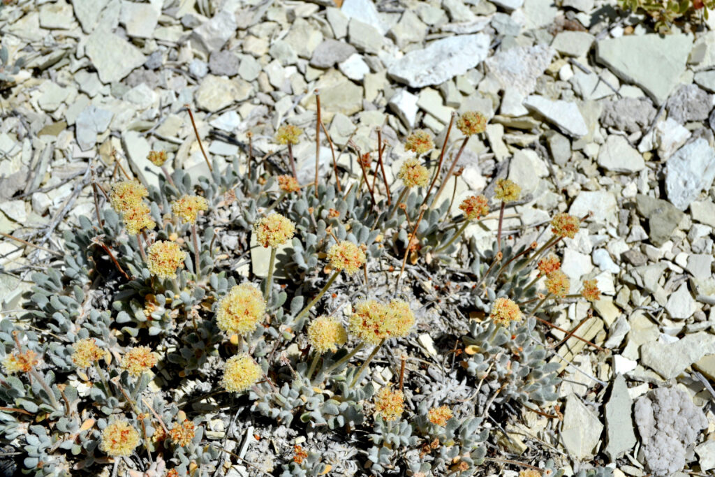 Tiehm's Buckwheat Plant