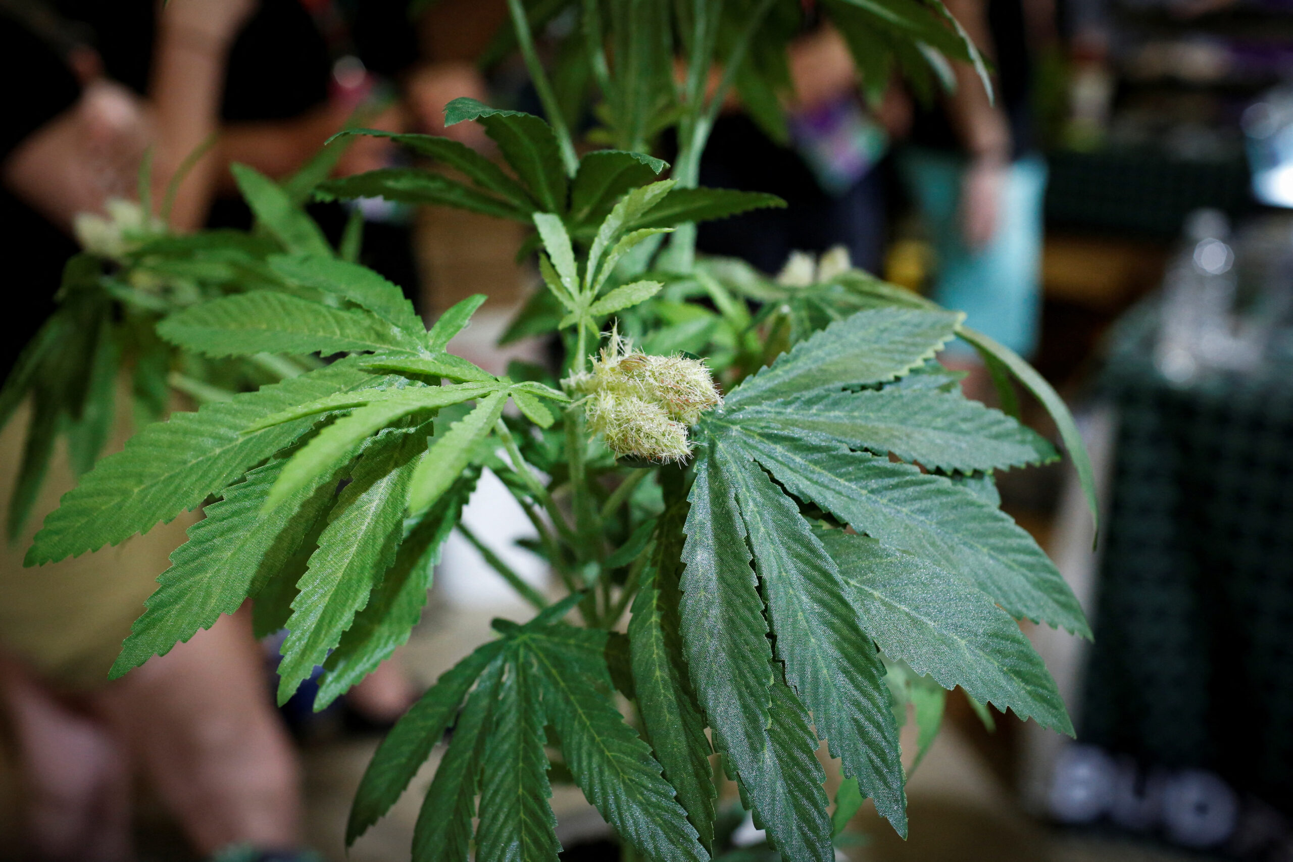 Pot Stocks Tumble As Florida Rejects Legalization of Recreational Marijuana