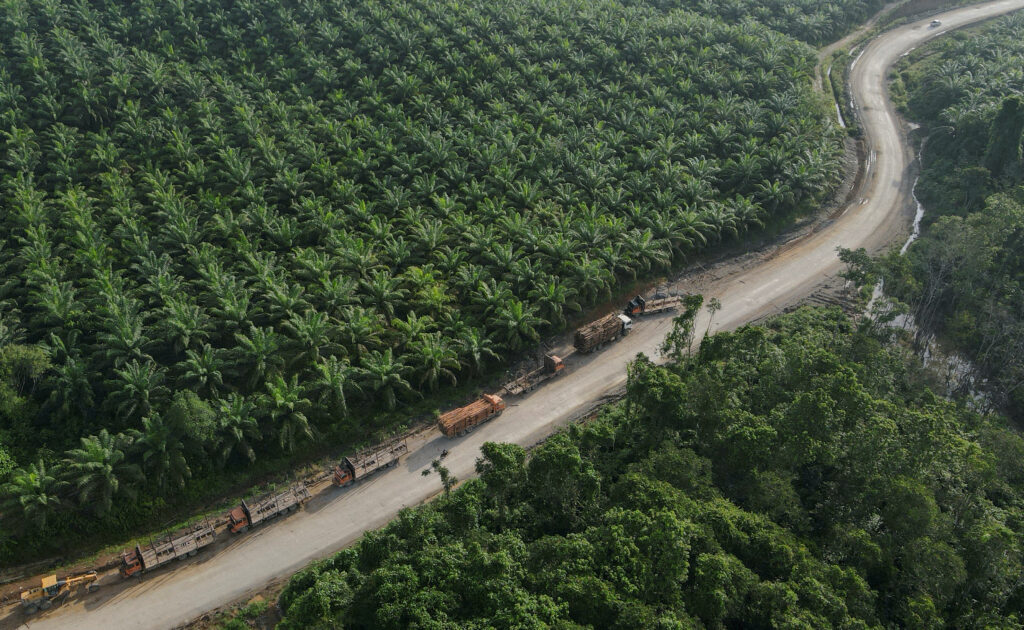 Palm Oil Plantation